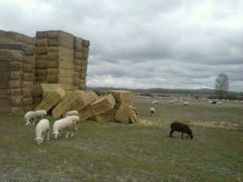 Los Sestiles Garray Dış mekan fotoğraf